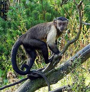 Margarita Island Capuchin