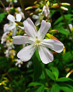 Saponaria officinalis Flower