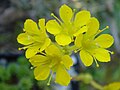 Saxifraga ×eudoxiana 'Gold Dust'