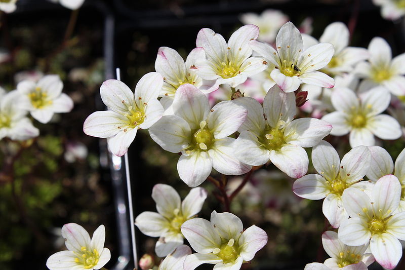 File:Saxifraga arendsii.JPG