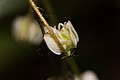 Saxifraga mertensiana