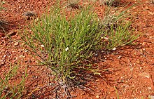 Scaevola basedowii habit.jpg