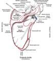 Insertion scapulaire du muscle grand rond.