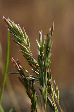 Espanjannatanen (Schismus barbatus)