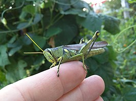 Schistocerca alutacea