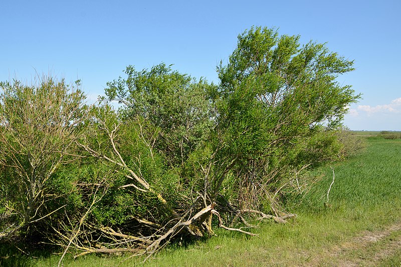 File:Schleswig-Holstein, Dithmarschen, Naturschutzgebiet Wöhrdener Loch NIK 3255.jpg