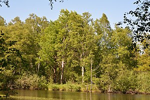 Schleswig-Holstein, Tellingstedt, Landschaftsschutzgebiet Großes Moor Kätner Moor NIK 7126.jpg