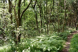 Schleswig-Holstein, Windbergen, Landschaftsschutzgebiet Wodansberg NIK 6734.JPG