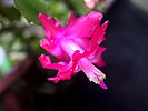 Fleur de Schlumbergera truncata.