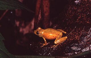 <i>Scinax cruentomma</i> species of amphibian