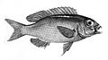 Scolopsis ciliatus