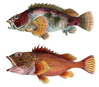 <i>Sebastiscus marmoratus</i> Species of fish