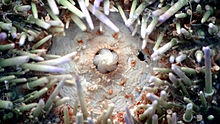 Dentition of a sea urchin Seeigel Gebiss.jpg