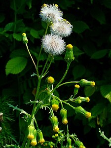 Senecio vulgaris Inflorescences and infrutescences