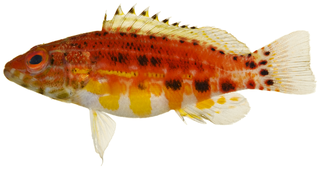 <i>Serranus</i> Genus of fishes