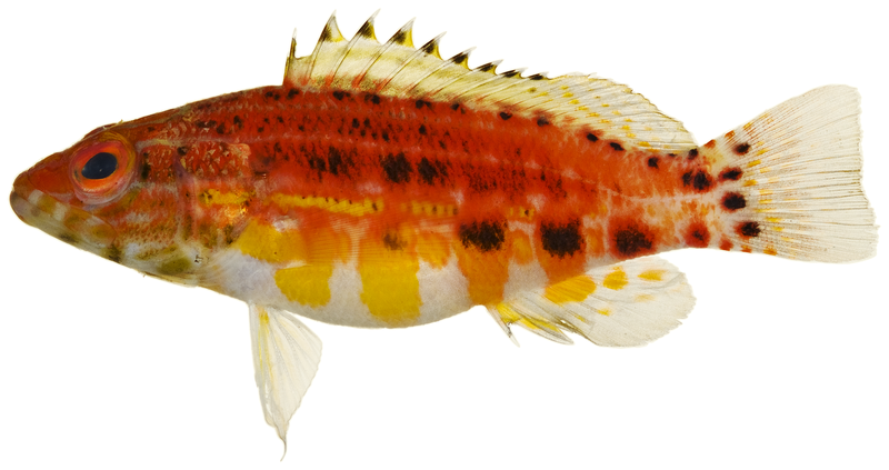 File:Serranus baldwini - pone.0010676.g060.png