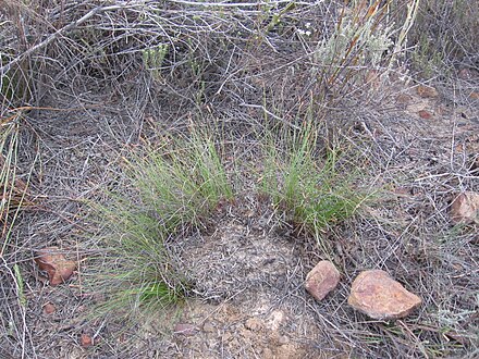 Growth form of Schoenus filiculmis