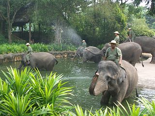 Morning At Singapore Zoo