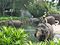Singapore Zoo Elephants