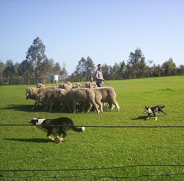Dogs herding sheep in Australia