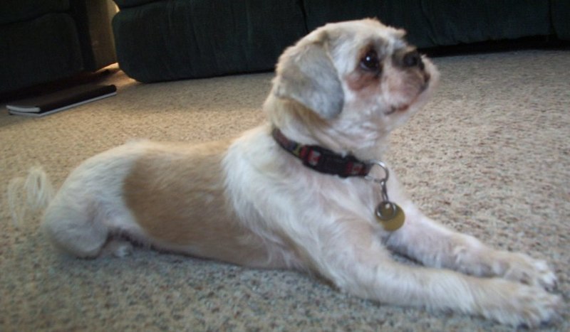 File:Shih Tzu (smaller).JPG