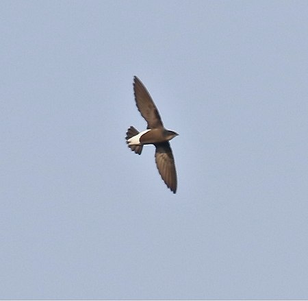 Silver-backedNeedletail.jpg