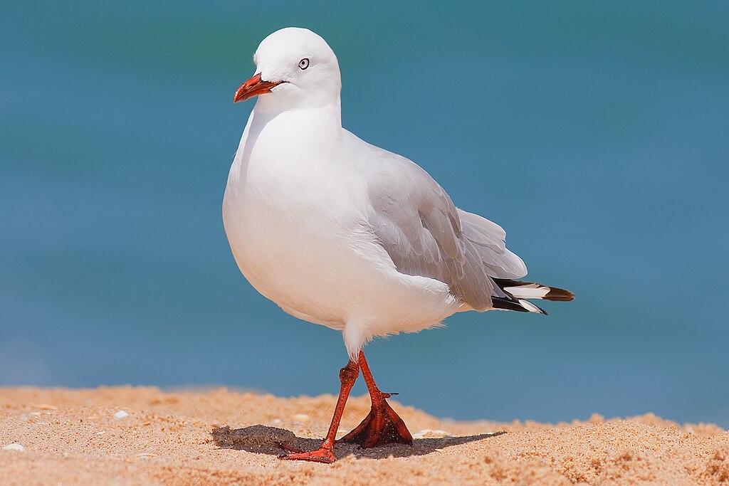 Silver gull jan 09.jpg