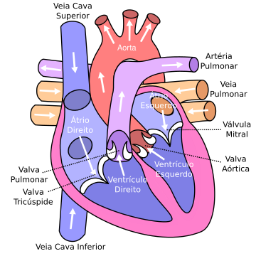 File:Sistema Circulatório Humano.svg