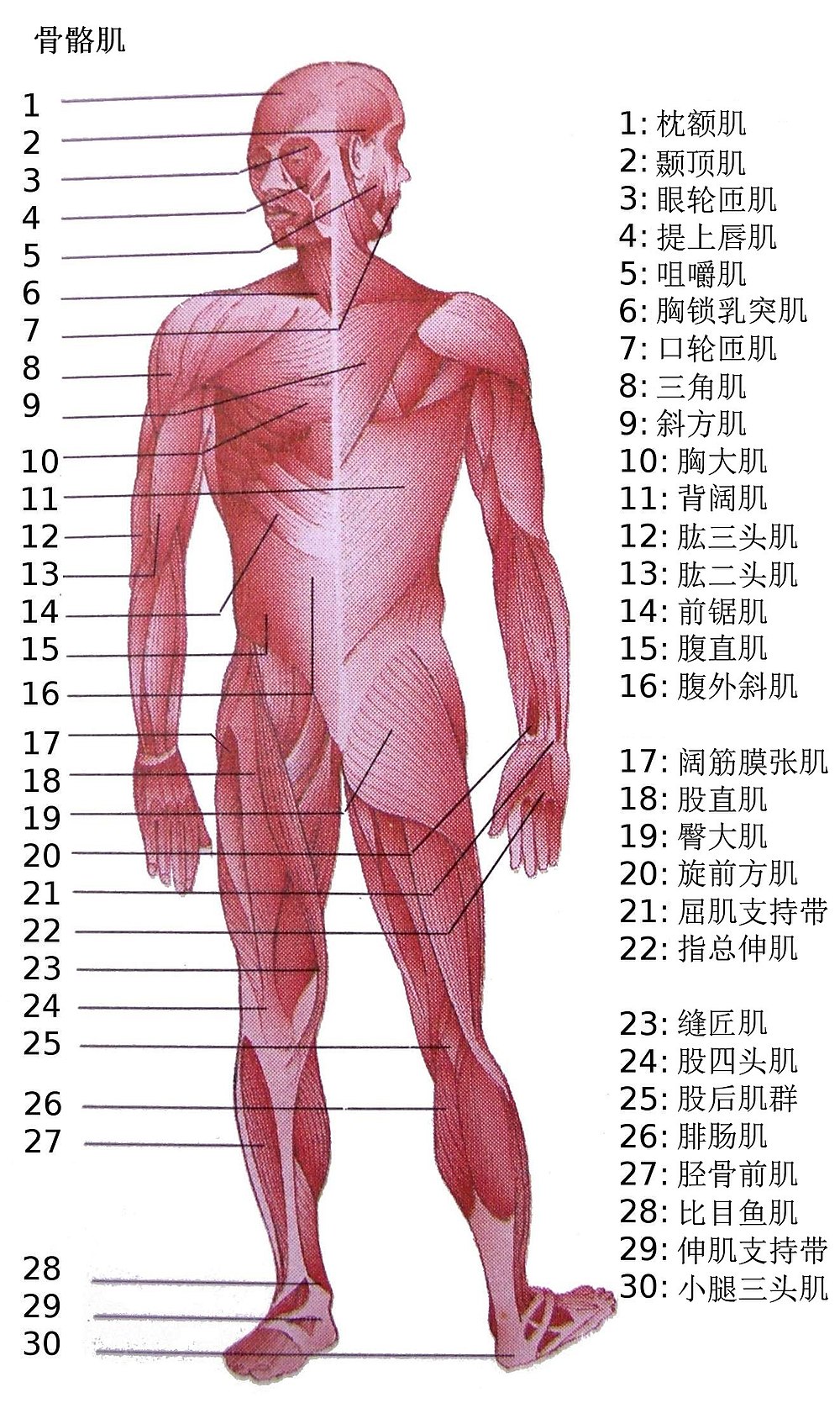 人体肌肉列表 Wikiwand