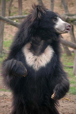 <span class="mw-page-title-main">Sloth bear</span> Species of bear