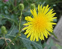 Sonchus arvensis