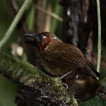 Song Wren - iNaturalist Panama 3.jpg