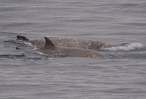Southern Bottlenose Whale, Hyperoodon planifrons, December 2016, near Clarence Island.jpg