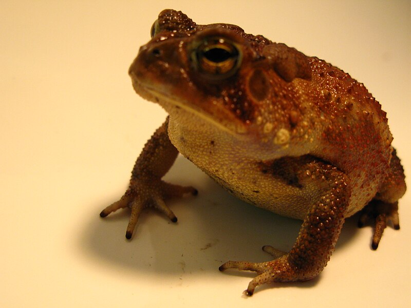 File:Southern Toad II.JPG