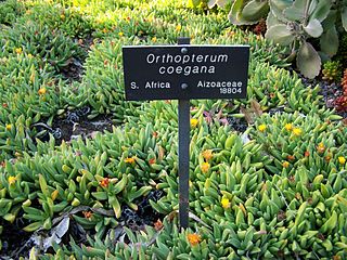 <i>Orthopterum</i> Genus of succulents