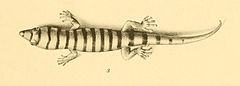 Description de l'image Sphaerodactylus elegans 01-Barbour 1921.jpg.