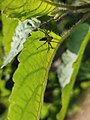 Spider.feeding