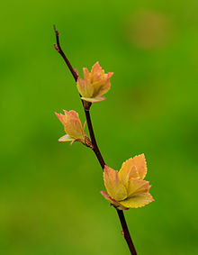 Spiraea Japonica Wikipedia