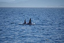 Springer A73 with her younger calf Storm A116 in 2022; 20 years after her rehabilitation, she and her 2 calves are looking well Springer A73 with her younger calf Storm A116 looking well.jpg