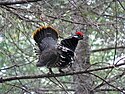 Spruce grouse at Moosehorn National Wildlife Refuge. Credit- USFWS (11713901455).jpg