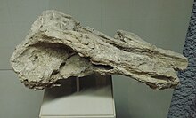 Partial skull Squalodon 1.JPG