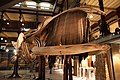Скелет южного гладкого кита с китовым усом