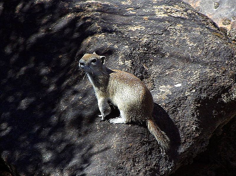 File:Squirrel animal.jpg