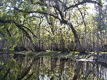 De rivier is zo glad als glas en omzoomd door eiken en andere gemengde bossen, hangend over en weerspiegeld in het water;  de breedte is ongeveer een dozijn yards (11 m).