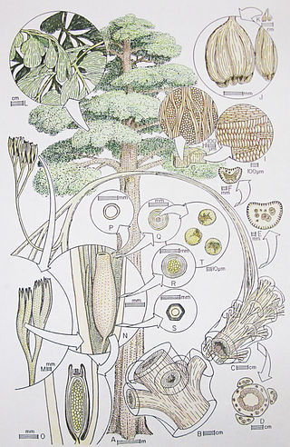 <span class="mw-page-title-main">Moresnetiaceae</span> Extinct family of seed ferns