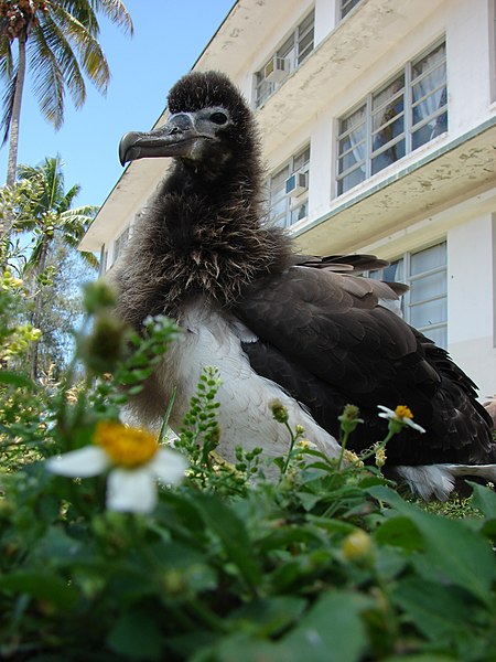 File:Starr-080531-4803-Bidens alba var radiata-flower leaves and Laysan albatross chick-Charlie barracks Sand Island-Midway Atoll (24792831472).jpg