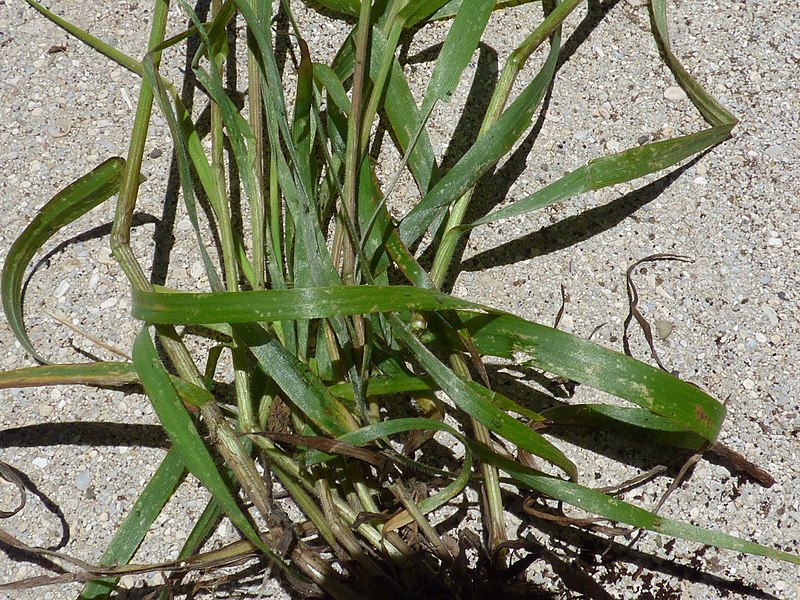 File:Starr-170505-0876-Bromus diandrus-base-Science City-Maui (34383615244).jpg