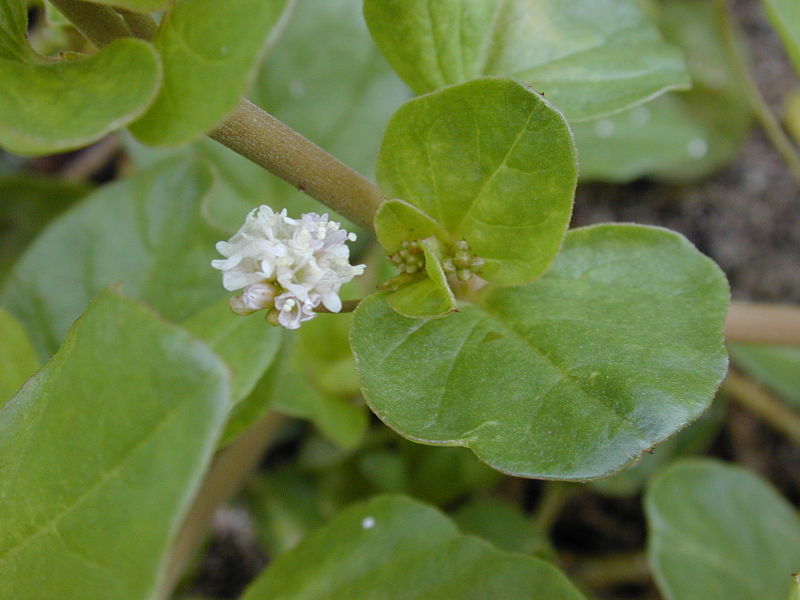 File:Starr 010520-0067 Boerhavia repens.jpg