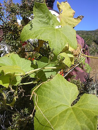 <i>Sicyos macrophyllus</i> Species of flowering plant