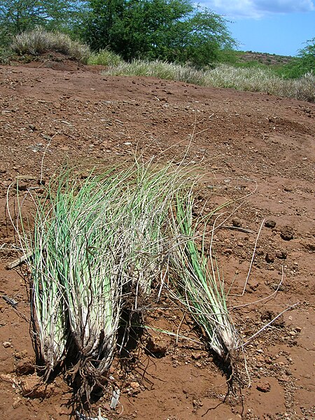 File:Starr 050525-2002 Pennisetum setaceum.jpg